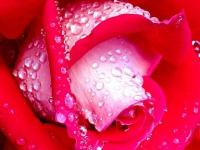 דמים בדמים נגעו.